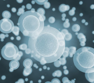 Cells under a microscope. Image: Jezper/Shutterstock.com