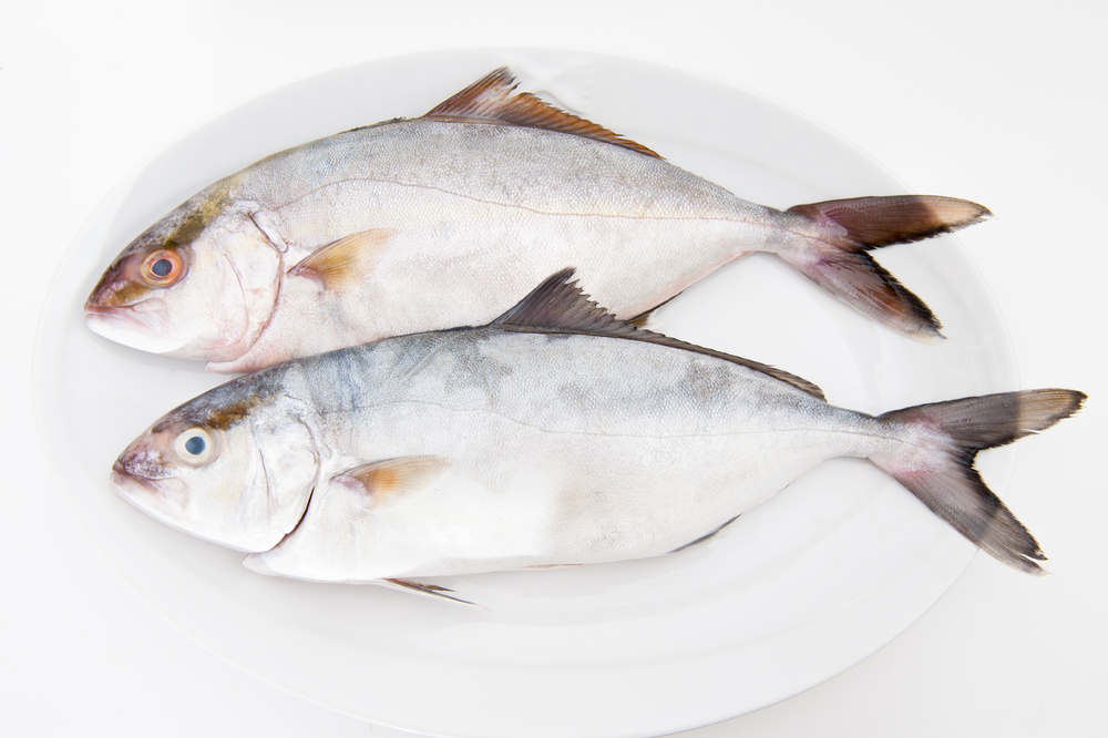 Amberjack tuna clearance
