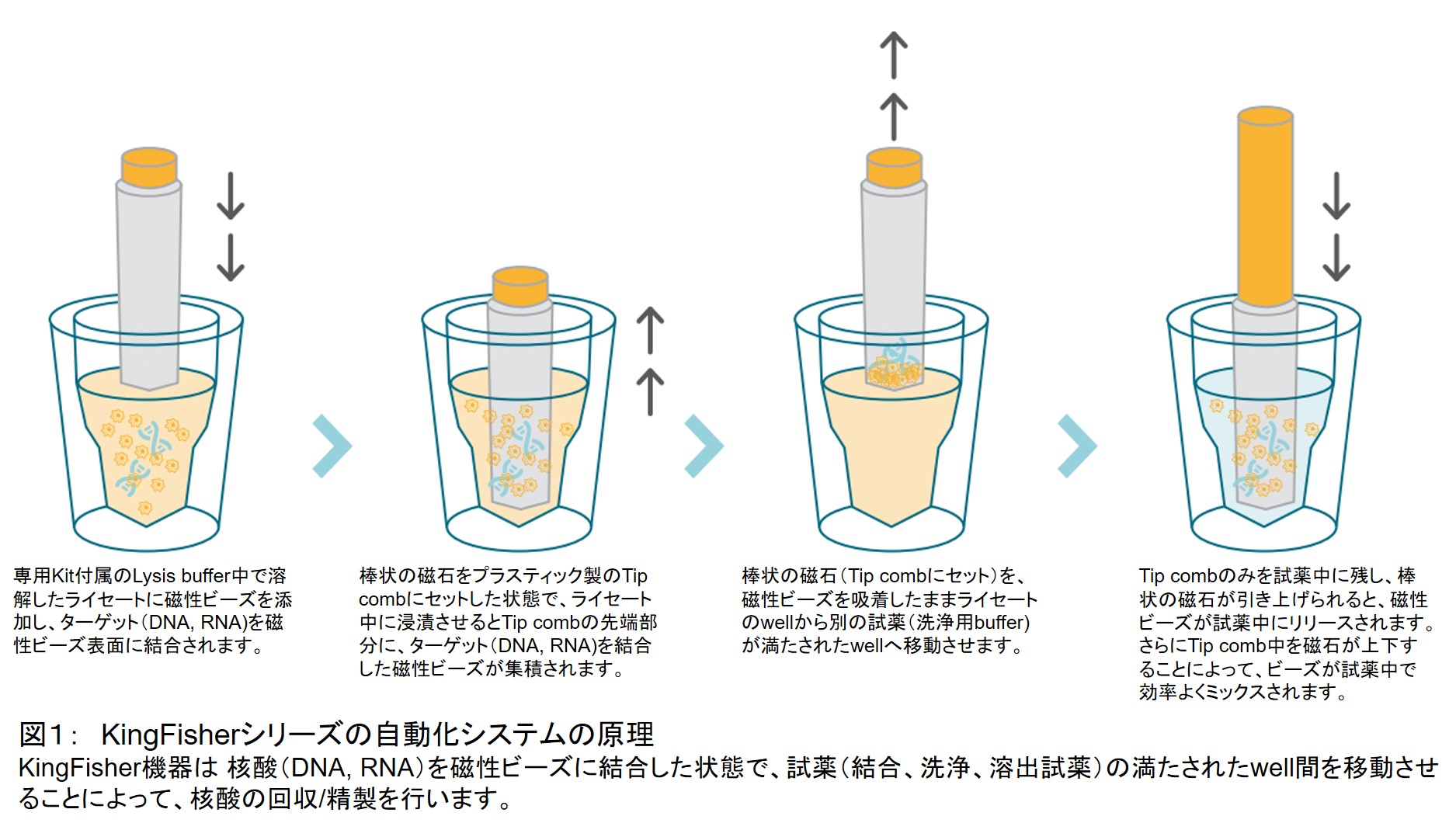 目的別で選べる核酸実験の原理とプロトコール―分離・精製からコンストラクト作製まで、効率を上げる条件設定の考え方と実験操作が必ずわかる (実験医学別冊) [単行本] 平尾 一郎; 胡桃坂 仁志 実験医学別冊 目的別で選べるシリーズ：目的別で選べる核酸実験の原理