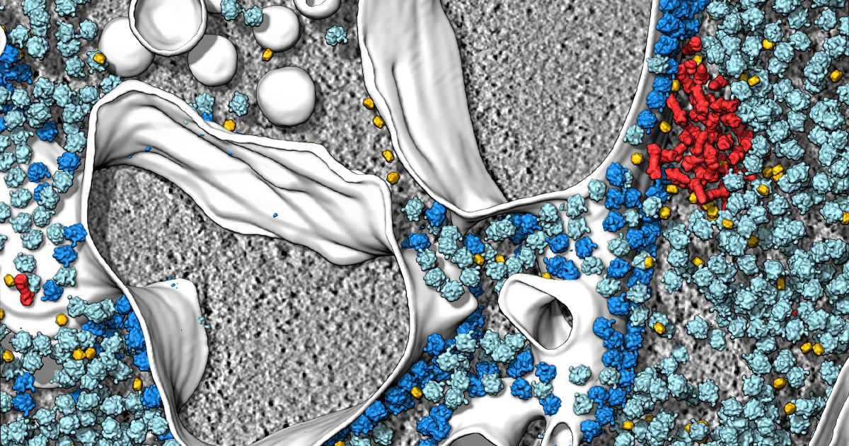 In situ cryo-electron tomography reveals the asymmetric