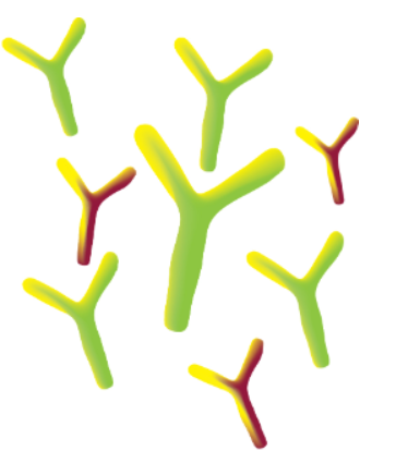 B-cell repertoire sequencing using the Ion PGM™ System and