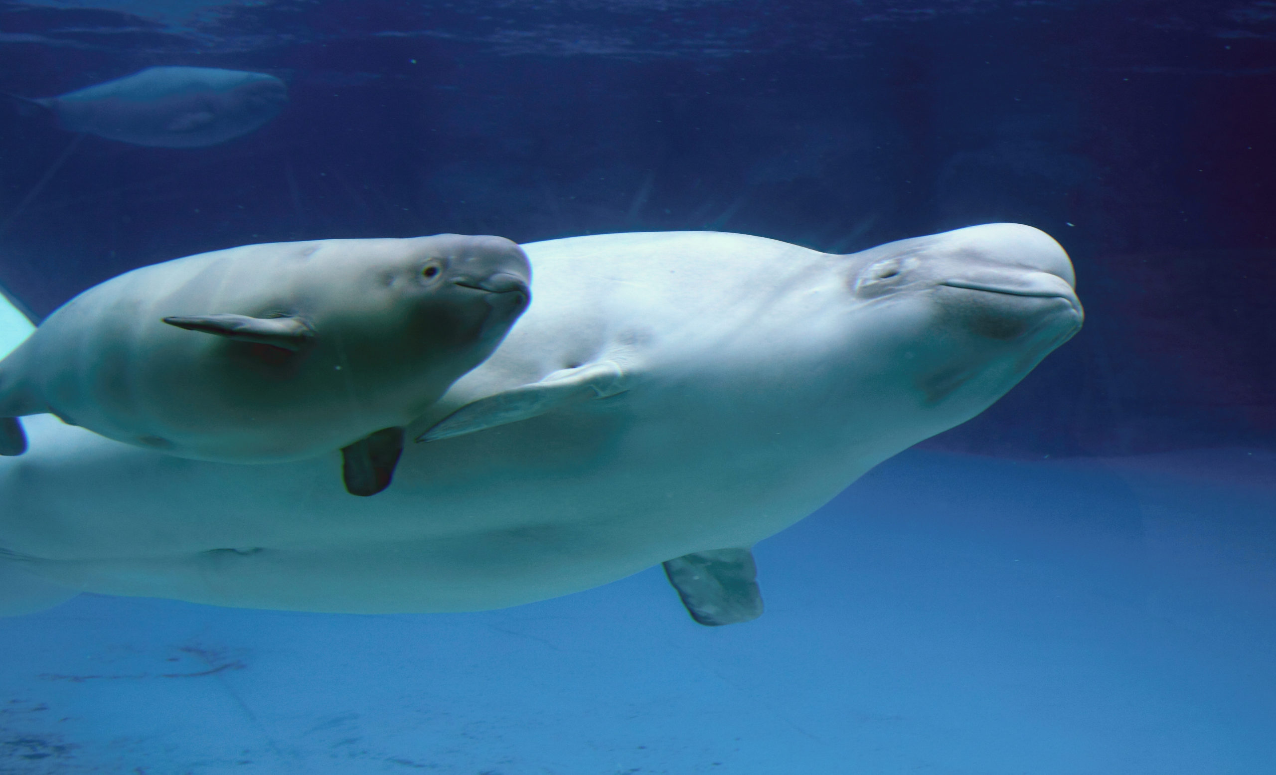 animal planet beluga whales