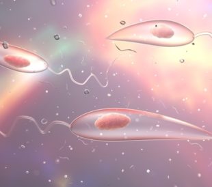 Leishmania. Promastigotes of Leishmania parasite which are found in mosquito midgut or laboratory cultures. Leishmania tropic, Leishmania major, Leishmania donovani or other Leishmania. Image: Kateryna Kon/Shutterstock.com.