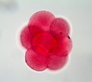 Egg cell under the microscope