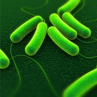 coli bacteria