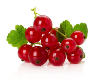 Redcurrant Berries Isolated