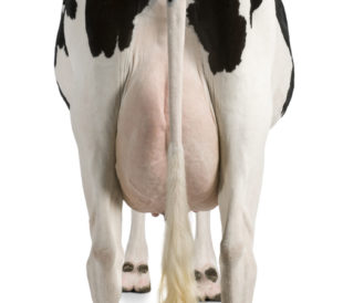 Isolated Holstein Cow