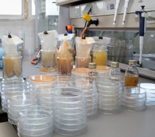 Quality control inspection of food samples in the lab / analysis of food quality control in the laboratory. Image: angellodeco/Shutterstock.com.