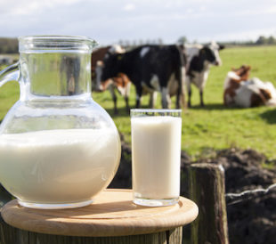 PCR-based milk testing helps ensure the safety of milk, like this glass and pitcher on a stool in front of a field full of cows.