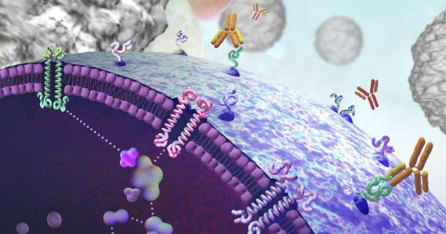 いまさら聞けないがんの基礎 9】Ras/Raf/MEK/ERK (MAPK)シグナル伝達