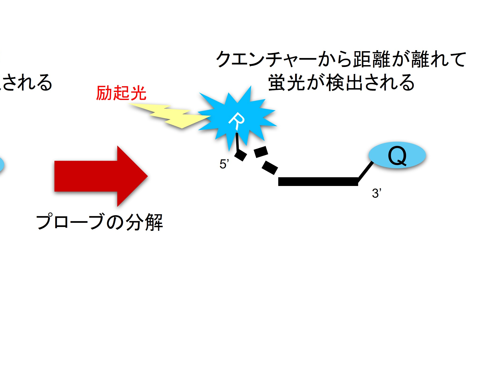 QPさま Non-Magnetic - Non-magnetic